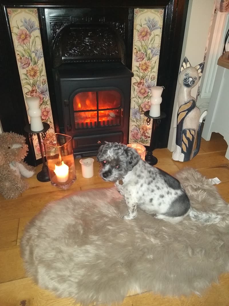 A merle-coated dog resting on a sheepskin rug in front of a lit log burner