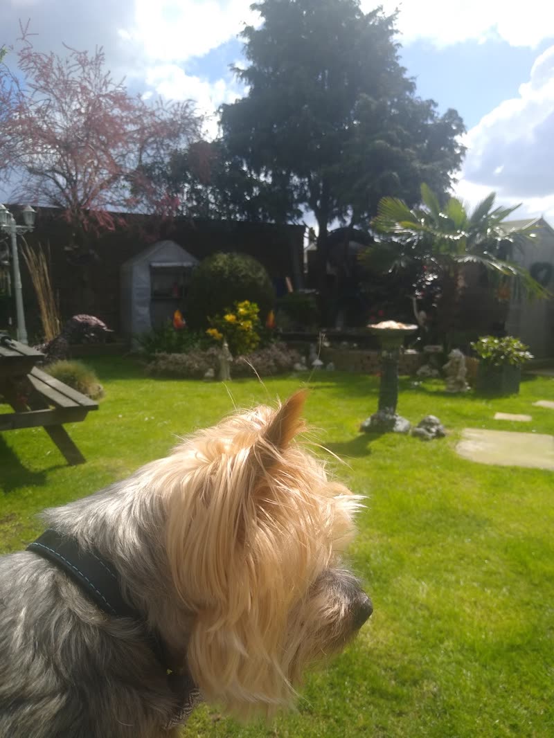 A shaggy Yorkshire terrier looking out over a sunlit back garden with a lawn and blossom tree