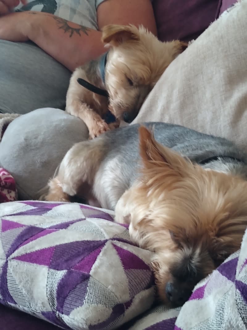 Three small terriers asleep in a pile on cushions beside their handler's arm