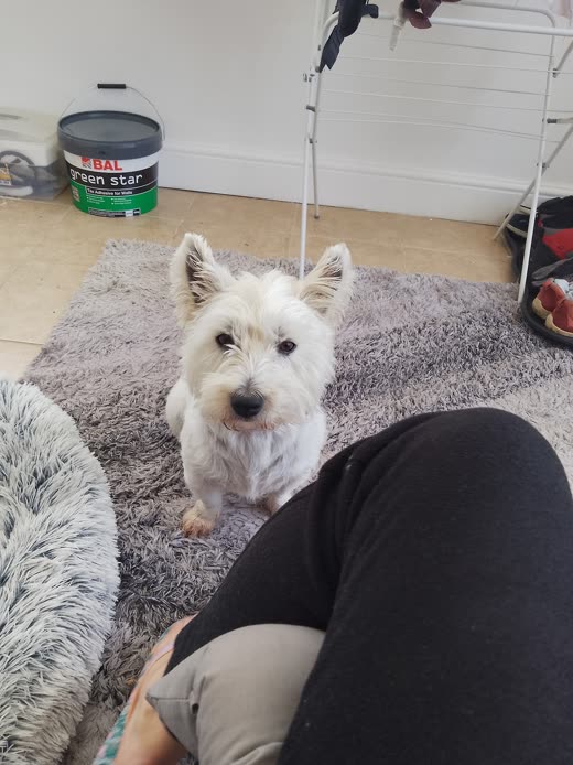 A white West Highland terrier sitting calmly on a rug indoors beside its handler's legs