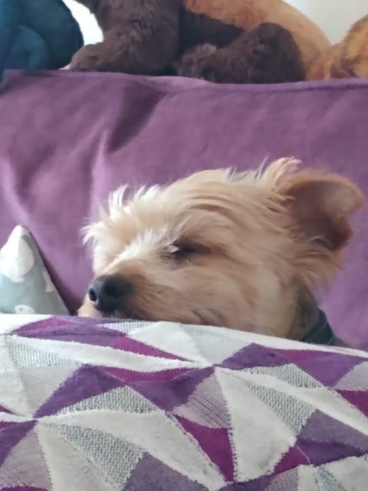 A small terrier dozing with its eyes half closed on a patterned cushion