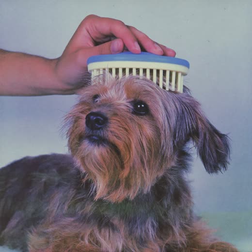 A small terrier's coat being brushed by hand