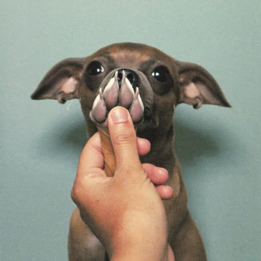 A small dog's front paw held gently in a hand